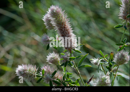 Hare's-foot Clover (Trifolium arvense) Stock Photo