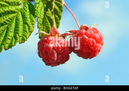 pair of raspberry with leaf on sky background Stock Photo