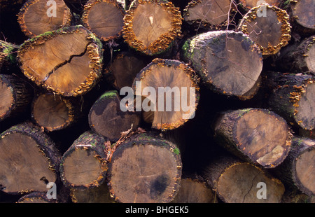 Logpile in the Foret de Troncais, Allier, Auvergne, France Stock Photo