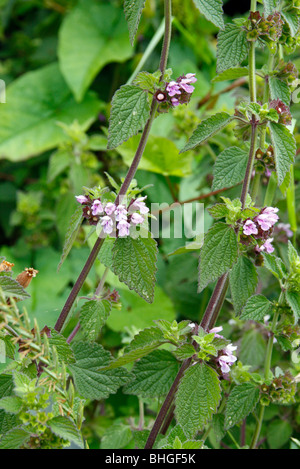 Stachys arvensis - Field Woundwort Stock Photo