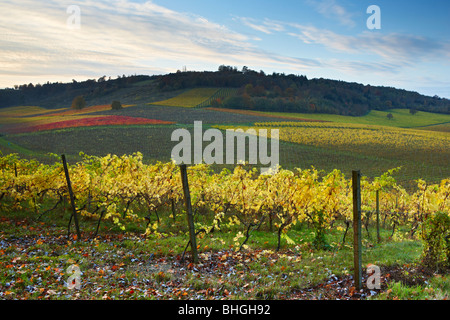 Evening view over Denbies Wine Estate, a patchwork of patterns across the vineyard as the grape vines change into autumn colours Stock Photo