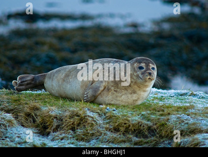 Young Common Seal Pup resting in safety above the tide line mainland Orkney Isle.  SCO 5886 Stock Photo