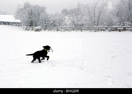 Black labradoodle puppy plays with his toy in the middle of a snow covered field Stock Photo