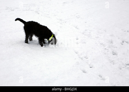 Black labradoodle puppy digs his nose in the snow in the middle of a snow covered field Stock Photo