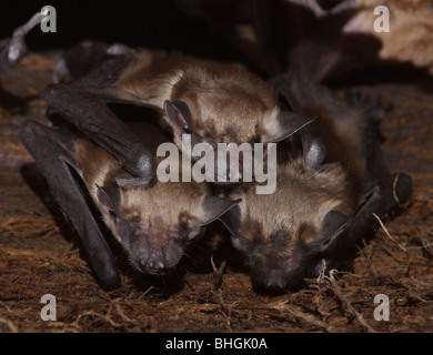 big brown bat maternity colony babies barn ohio Stock Photo