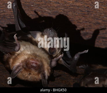 big brown bat maternity colony babies attic ohio Stock Photo