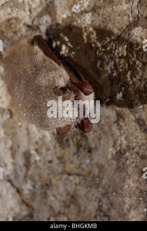 tri-colored bat eastern pipistrelle hibernate cave Stock Photo