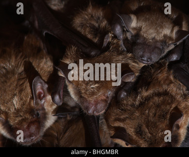 big brown bat maternity colony babies barn ohio Stock Photo