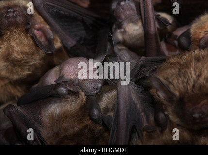 big brown bat maternity colony babies barn ohio Stock Photo