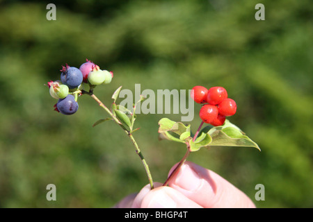 Wild blueberries & partridgeberries are found in abundance along paths on Gun Hill, Harbour Breton, Newfoundland Stock Photo