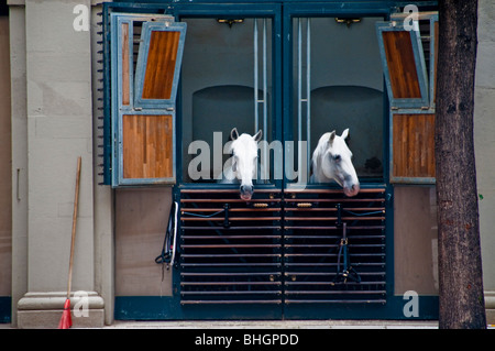 Two white horses in the stables of the Spanish Riding School in Hofburg Vienna Austria Stock Photo