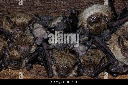 big brown bat maternity colony babies attic ohio Stock Photo