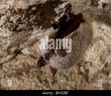tri-colored bat eastern pipistrelle hibernate cave Stock Photo