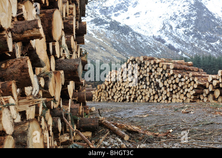 Logging in Glen Clova, Angus, Scotland, UK. Stock Photo