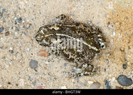 Natterjack toad Epidalea calamita bufo calamita. Toad native to sandy and heathland areas. Stock Photo