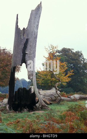 Fallen and dead hollow tree left to rote in Richmond Park National Nature Reserve London England Stock Photo