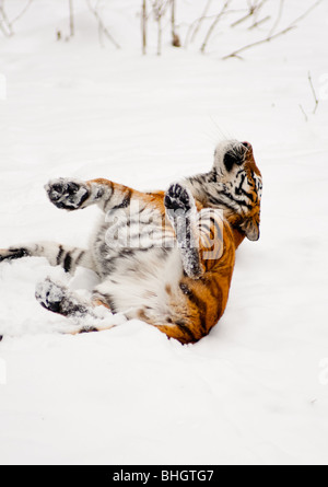 Siberian tiger rolling in the snow Stock Photo