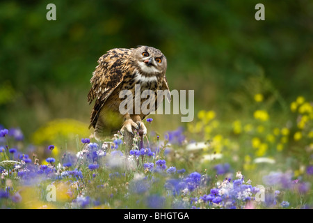 Tawny Owl Strix aluco; sitting on fencepost. Stock Photo