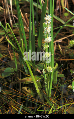 Unbranched burreed Sparganium emersum at Ludham Potter Heigham National Nature Reserve Norfolk Stock Photo