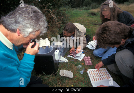 People identifying moths caught in a moth trap at Ham Wall National Nature Reserve Somerset Stock Photo