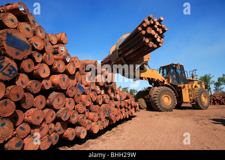 Tropical forestry project on Aboriginal land, the Tiwi Islands, Australia Stock Photo