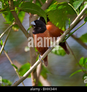 Black-headed Munia, Lonchura atricapilla Stock Photo