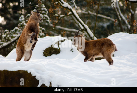 Two young Alpine Ibex jumping in the snow. Germany. Stock Photo