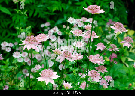 Astrantia maxima AGM Stock Photo