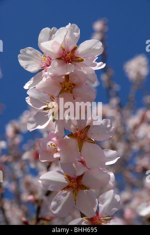 almond blossom on tree, (prunus dulcis), (February), Jalon Valley, Alicante province, Comunidad Valenciana, Spain Stock Photo