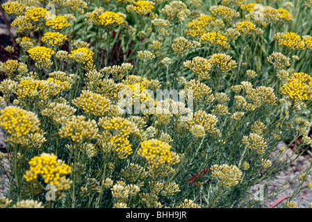 Helichrysum italicum subsp. serotinum - Curry Plant Stock Photo