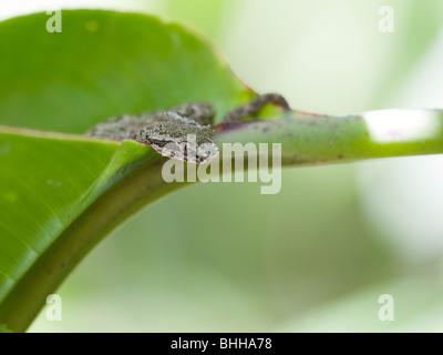 Jumping viper on a leaf, Costa Rica. Stock Photo