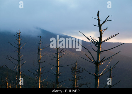 Pine-forest killed by air pollution, Mount Mitchell State Park, North Carolina, USA. Stock Photo