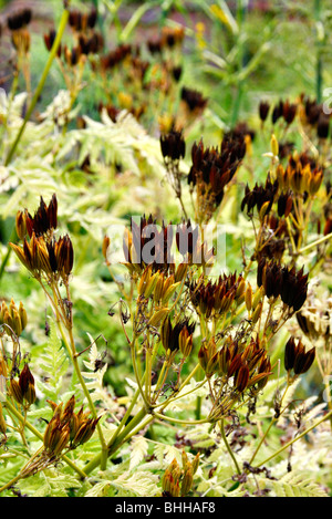 Seedheads on Sweet Cicely - Myrrhis odorata Stock Photo