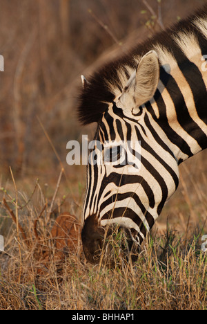 Portrait of a Burchells Zebra grazing on the Savannah. Stock Photo