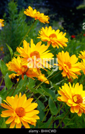 Heliopsis helianthoides var. scabra 'Venus' Stock Photo