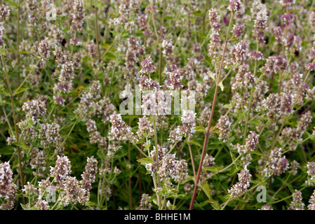 Nepeta cataria Stock Photo