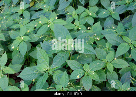 Impatiens parviflora - Small Balsam naturalised in Oak woodland, Netherlands