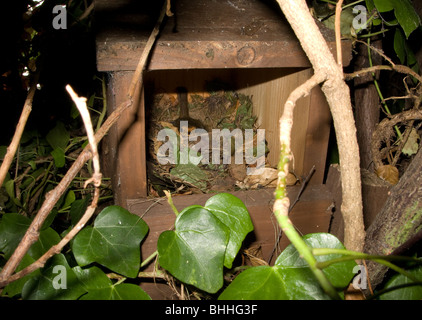Robin sitting on eggs in nestbox Stock Photo