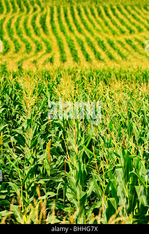 Agricultural landscape of corn field on small scale sustainable farm Stock Photo