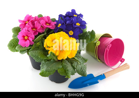 Primulas with different colors in colorful buckets Stock Photo