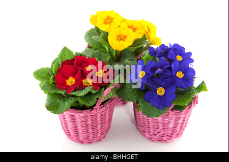Primulas with different colors in pink baskets Stock Photo