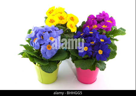 Primulas with different colors in colorful buckets Stock Photo