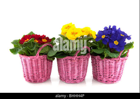 Primulas with different colors in pink baskets Stock Photo