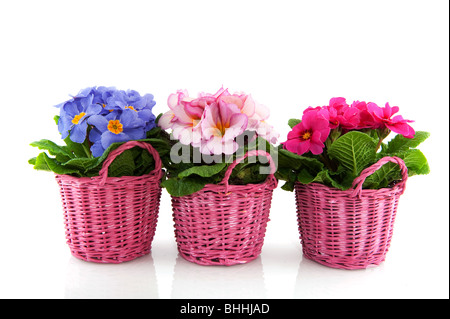 Primulas with different colors and pink baskets in a row Stock Photo