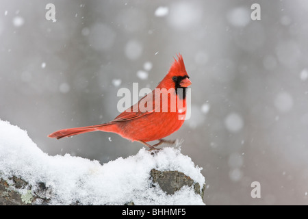 Northern Cardinal in Snow Stock Photo