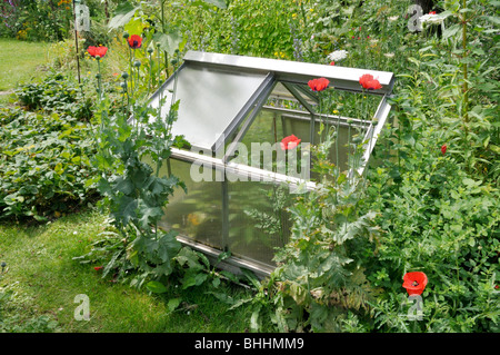 Opium poppy (Papaver somniferum) in front of a cold frame. Design: Susanna Komischke Stock Photo