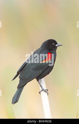 Red-winged Blackbird  Male Stock Photo