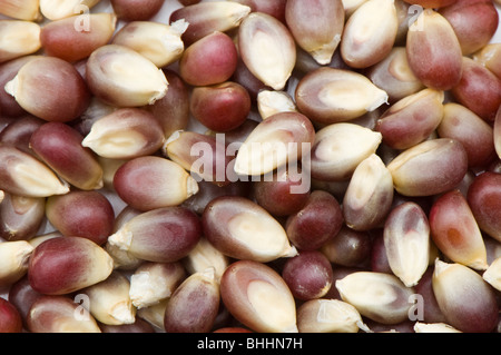 Close up of unpopped Pink Blossom popping corn kernels Stock Photo