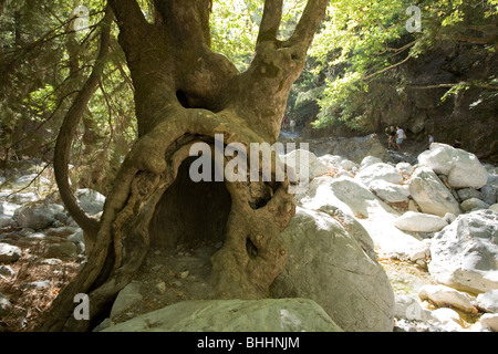 Gnarled old olive tree in the Samaria Gorge, Samaria National Park, Crete, Greece. Stock Photo