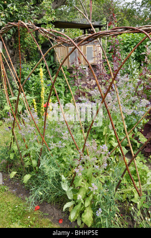 Borage (Borago officinalis) in a vegetable garden with rabbit hutch. Design: Susanna Komischke Stock Photo